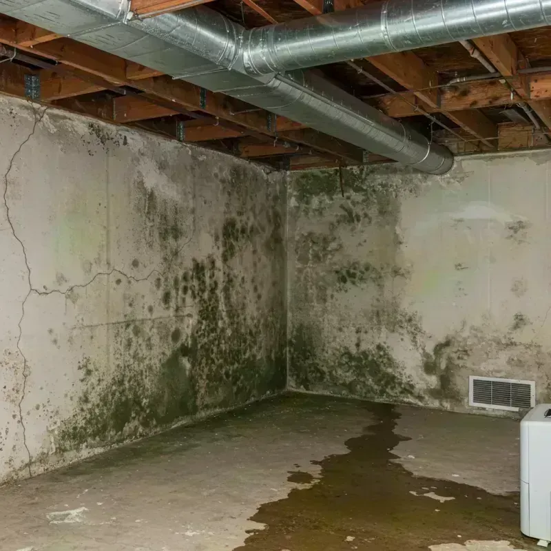 Professional Mold Removal in Tice, FL